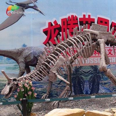 Dekorasi Taman Replika Fosil Dinosaurus Ukuran Hidup Kerangka Tsintaosaurus Sunproof