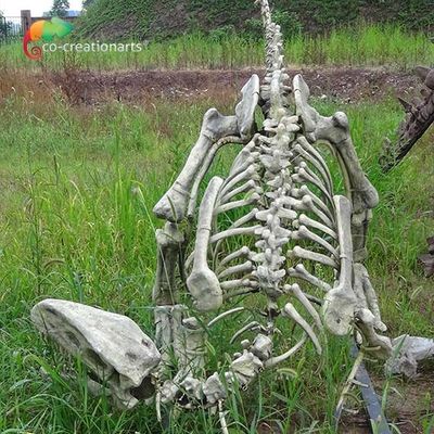Fiberglass Ukuran Nyata Replika Kerangka Dinosaurus Gasosaurus untuk Tampilan Museum