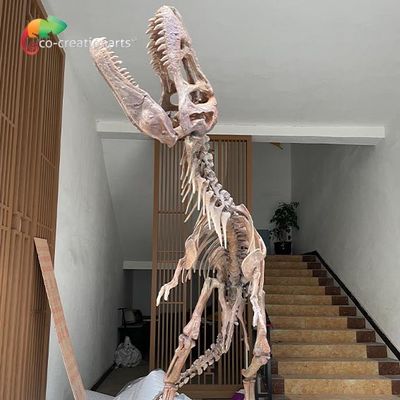 Replika Kerangka Dinosaurus Fiberglass Tahan Air Untuk Pameran Museum