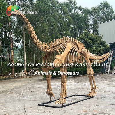 Model Kerangka Dinosaurus Pribadi Otentik Untuk Dekorasi Luar Ruangan Replika Kerangka Shunosaurus