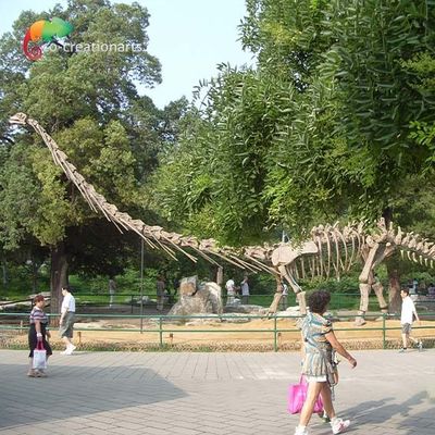 Harga yang bagus Sunproof Life Size Dinosaur Model Skeleton Mamenchisaurus Skeleton 15m on line